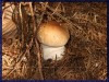 Jurček_Mushrooms