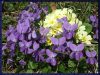 Pomlad/Spring flowers Pomlad