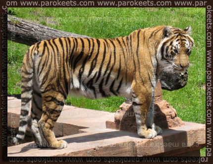 Disneyworld - Animal Kingdom - tiger