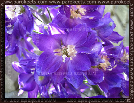 Delphinium