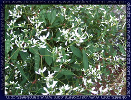 Euphorbia hy. 'Diamond Frost'