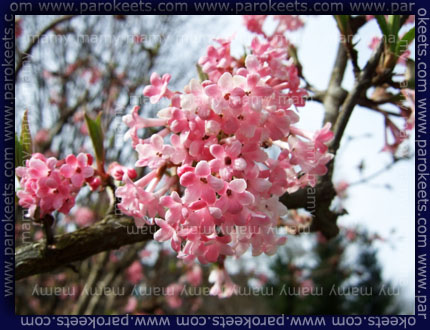 Dehteca brogovita, Viburnum Fragrans