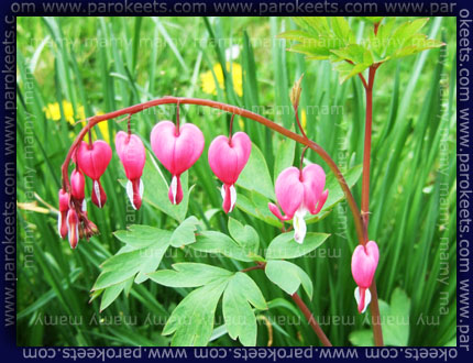 Srčki, Dicentra spectabilis