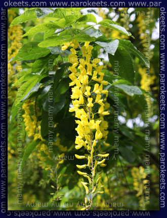 Zlati dez, Nagnoj, Laburnum