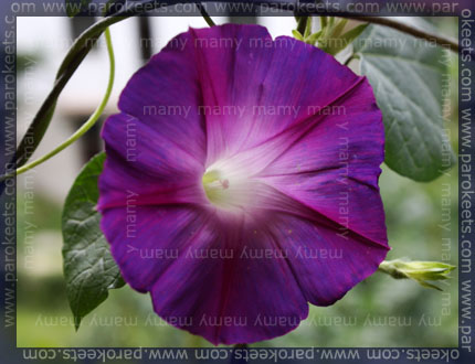 Slak/Morning Glory, (Ipomoea Learii Grandiflora)
