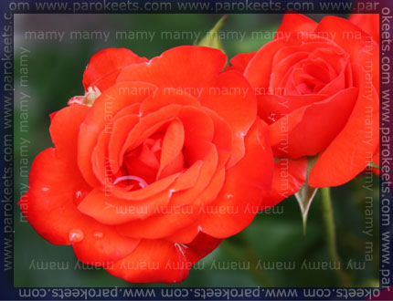 Vrtnica / Rose