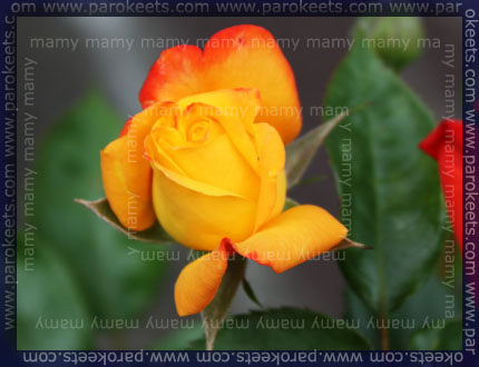 Vrtnica_Rose