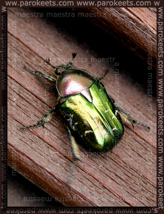 Maestra's summer vacation - Pag 2010 - beetle