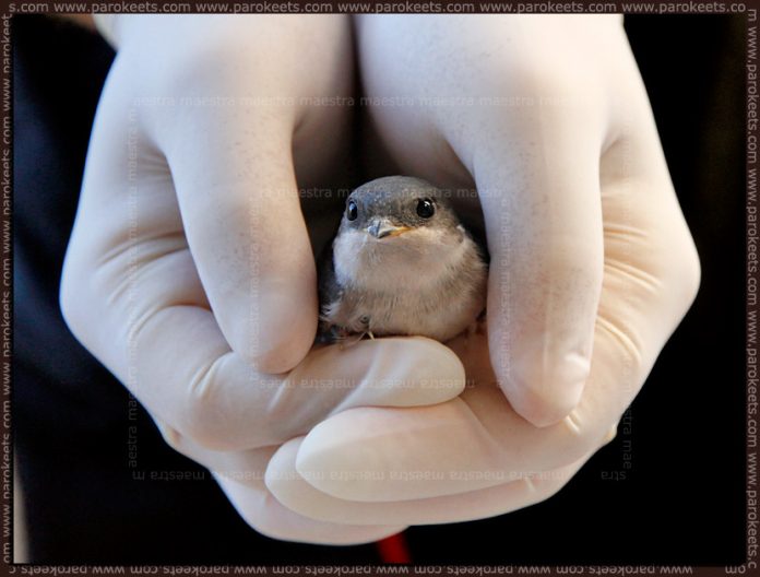 Maestra's summer vacation - Pag day 12: Swallow's rescue