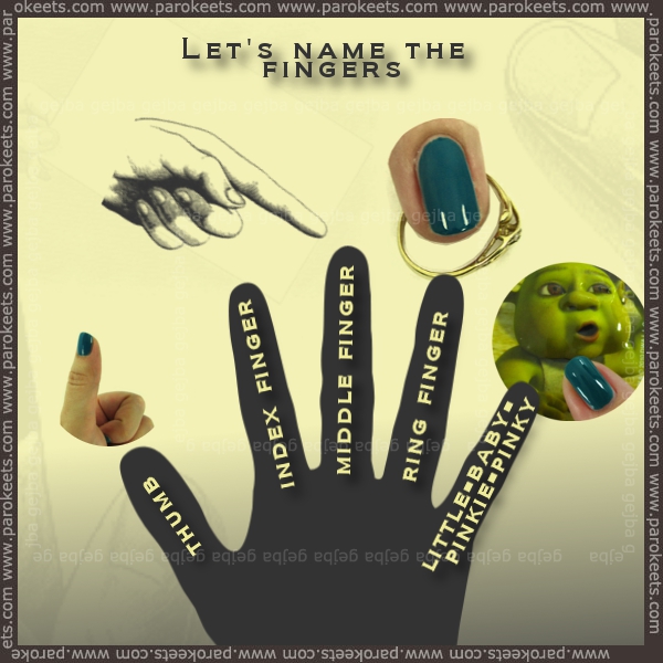 Let's name the fingers by Parokeets