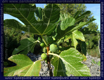 Smokve, Figs