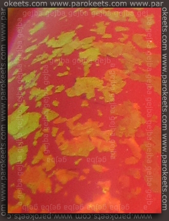 Catrice I Scream Peach + Golden Rose Scale Effect 12 detail