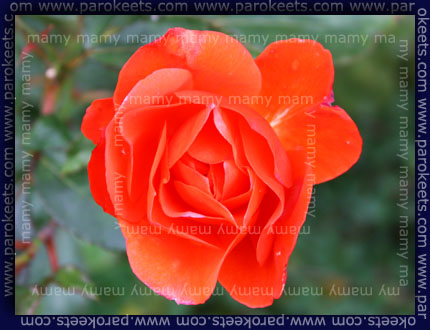Vrtnica_Rose