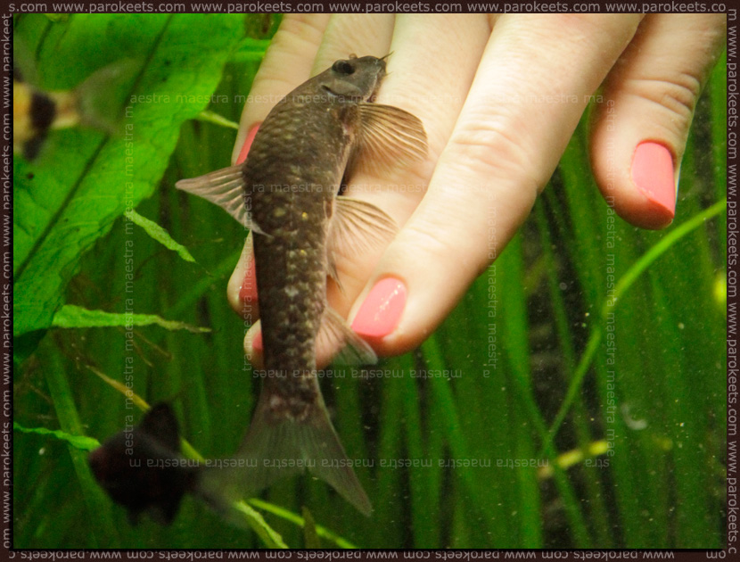 Fish manicure with Garra Rufa fish