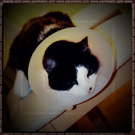 Cat Poli