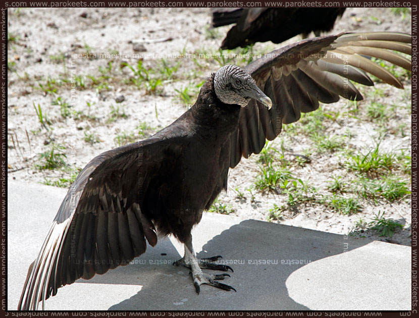 American Black Vulture American Black Vulture