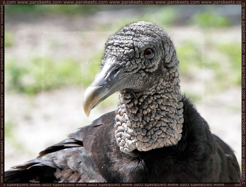 American Black Vulture American Black Vulture