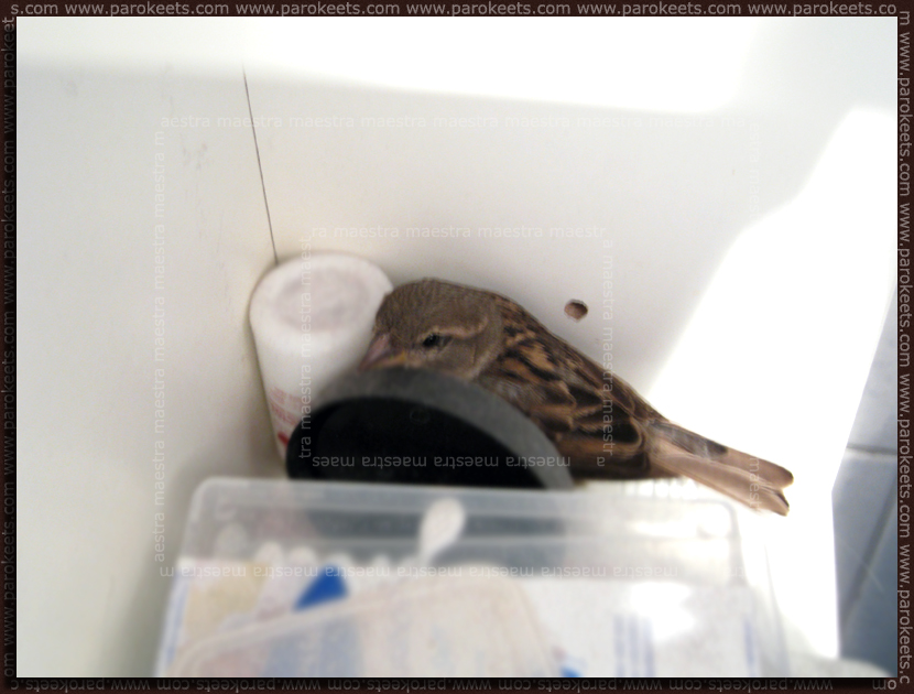 Sparrow's rescue