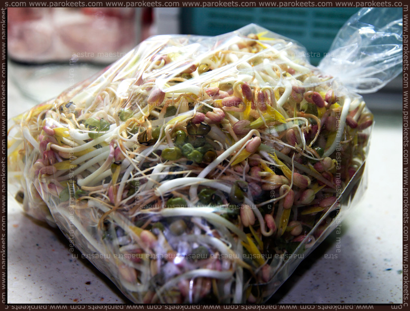 Maestra in the kitchen: Home-grown Bean Sprouts