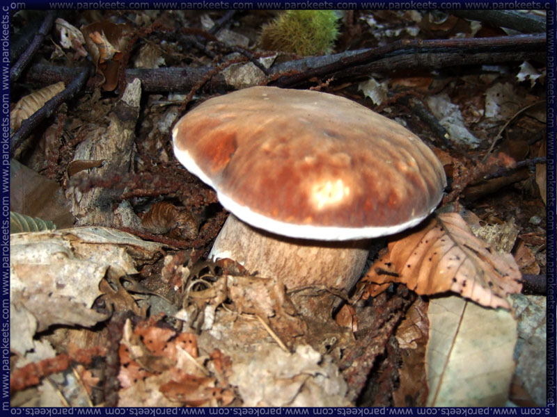 Jurček_Mushrooms