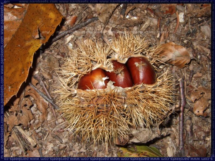 Kostanj_Chestnuts