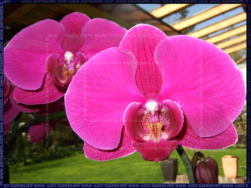 Orhideja_Ocean_Orchids