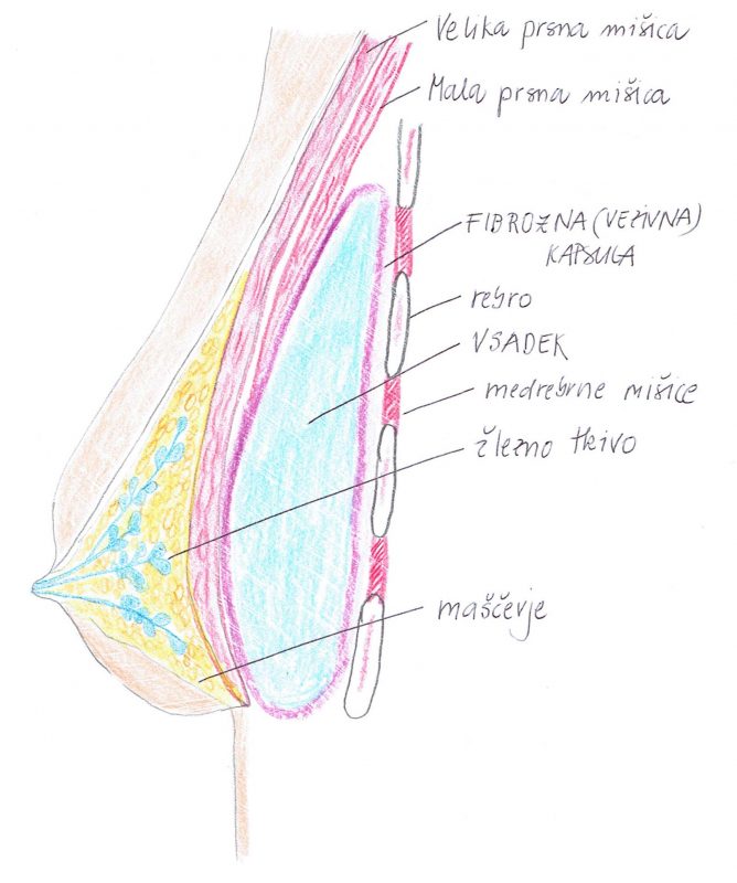 Anatomska sestava dojk