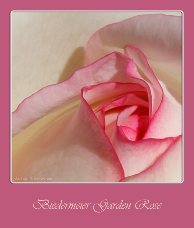Flower: Biedermeier Garden Rose