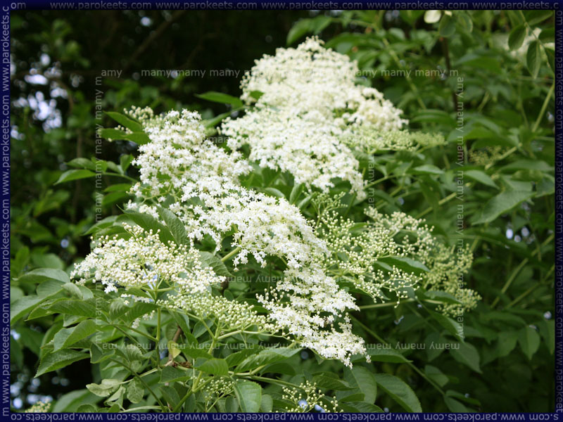 Bezeg_Elderberry_Sambucus_Nigra