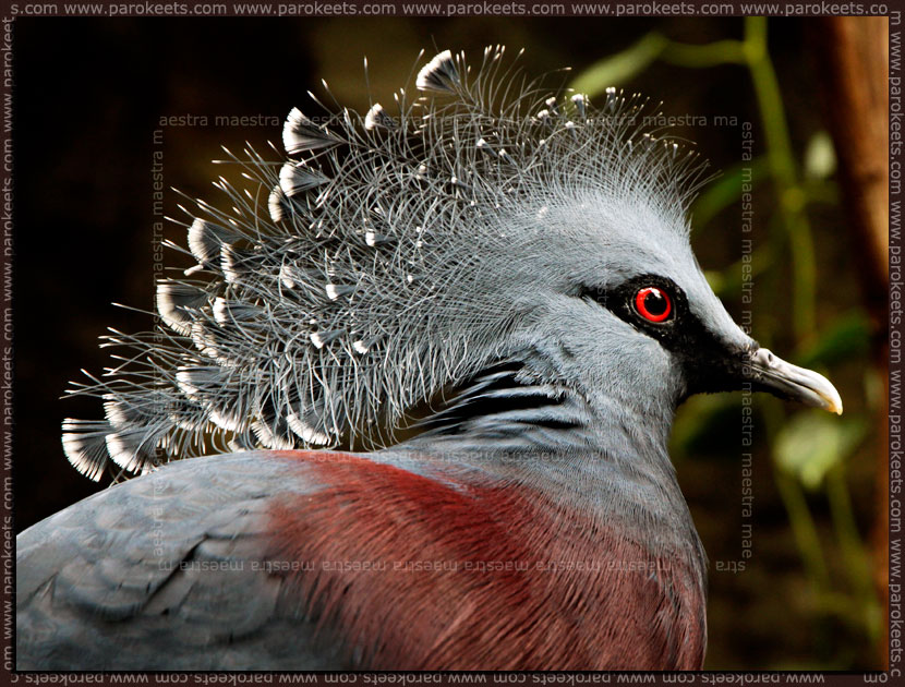 Maestra in New York City - USA 2011 (Pigeon in Central Park ZOO)