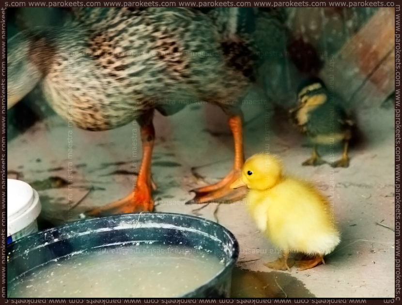 Ducklings